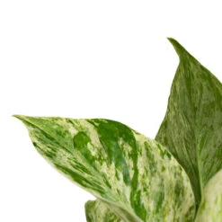 Epipremnum Aureum - Marble Queen Pothos -Plant Supplies Sale Epipremnum aureum Marble Queen Pothos Close