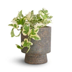 Aily Plant Pot - Earth Cement -Plant Supplies Sale Epipremnum aureum NJoy Pothos 12x15cm Aily Plant Pot Anthracite 17x20cm 5b9b2088 d61c 4526 adf5 9d9cefcac705