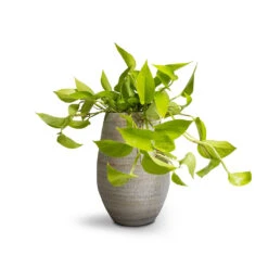 Noor Plant Vase - Metallic Grey 6 Noor Plant Vase - Metallic Grey -Plant Supplies Sale Epipremnum aureum Neon Golden Neon Pothos 15x40cm Noor Plant Vase Metallic Grey 23x36cm