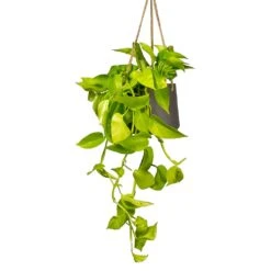 Patt Hanging Plant Pot - Black Washed -Plant Supplies Sale Epipremnum aureum Neon Golden Neon Pothos Houseplant 15x40cm Plant Pot Patt Hanging Black Wash 20x17cm a1e5f424 ea21 4341 8cef 8cd7fe3fa8f5