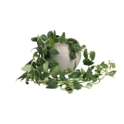 Abby Ball Plant Pot - Ridged Cement -Plant Supplies Sale Epipremnum pictum Argyraeus Satin Pothos 15x40cm Abby Ball Plant Pot Ridged Cement 23x20cm fb310b21 298a 46f4 bfcd 1a5632033a14
