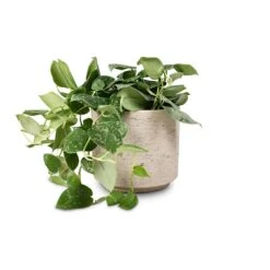 Novi Plant Pot - Grey Washed -Plant Supplies Sale Epipremnum pictum Silvery Ann Satin Pothos 14x35cm Novi Plant Pot Grey Washed 18x15.5cm