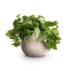 Ryan Plant Pot - White Black -Plant Supplies Sale Epipremnum pictum Silvery Ann Satin Pothos 14x35cm Ryan Plant Pot White Black 18x16cm
