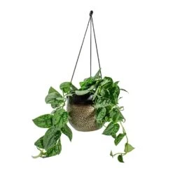 Mya Hanging Planter - Deep Champagne 8 Mya Hanging Planter - Deep Champagne -Plant Supplies Sale Epipremnum pictum Silvery Ann Satin Pothos Mya Hanging Planter Deep Champagne d1295d44 cc33 4851 a8e1 e251c903e262