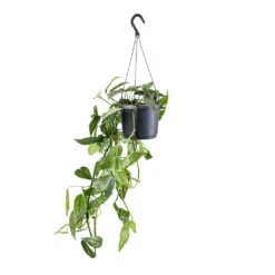 Epipremnum Pinnatum - Cebu Blue Pothos -Plant Supplies Sale Epipremnum pinnatum Cebu Blue Pothos 17x40cm