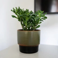 Erik Plant Pot - Dark Olive -Plant Supplies Sale Erik Olive 2