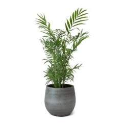 Esra Plant Pot - Mystic Grey -Plant Supplies Sale Esra Plant Pot Mystic Grey Chamaedorea elegans Parlour Palm