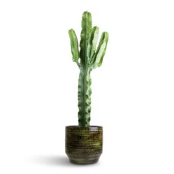 Sanna Plant Pot - Moss Green -Plant Supplies Sale Euphorbia erytrea Desert Cactus 19 70cm Sanna Plan Pot Moss Green 31x26cm 96050d4d 1143 4ba6 8a9a d2c52f9aabc0