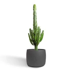 Mini Valerie Plant Pot - Black Washed -Plant Supplies Sale Euphorbia erytrea Desert Cactus 24x90cm Mini Valerie Plant Pot Black Washed 36x28cm 2 b18f8118 d506 4f28 be41 9de11feea315