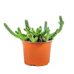 Euphorbia Flanaganii - Medusa Plant -Plant Supplies Sale Euphorbia flanaganii Medusa Plant