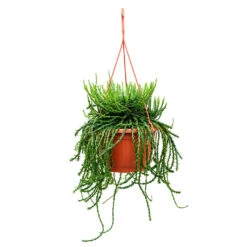 Euphorbia Flanaganii - Medusa Plant -Plant Supplies Sale Euphorbia flanaganii Medusa Plant 50cm