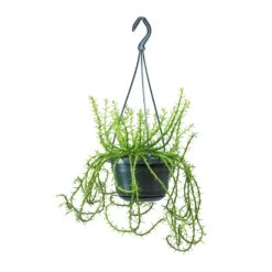 Euphorbia Flanaganii - Medusa Plant -Plant Supplies Sale Euphorbia flanaganii Medusa Plant Large 0b1fb7ed db6e 40b8 b7e5 a81accee906b