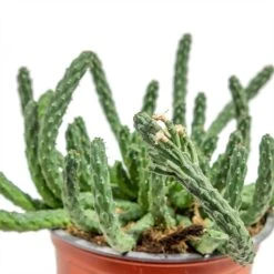 Euphorbia Flanaganii - Medusa Plant -Plant Supplies Sale Euphorbia flanaganii Medusa Plant close up