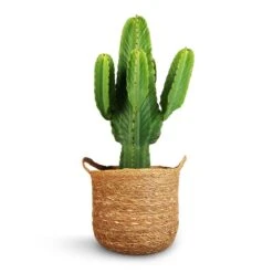 Euphorbia Ingens - Candelabra Tree -Plant Supplies Sale Euphorbia ingens Candelabra Tree 24x70cm Nelis Plant Basket Natural 28x27cm 1