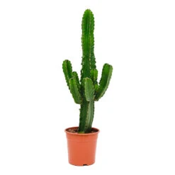 Euphorbia Ingens - Candelabra Tree -Plant Supplies Sale Euphorbia ingens Candelabra Tree 24x80cm