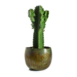 Euphorbia Ingens - Candelabra Tree -Plant Supplies Sale Euphorbia ingens Candelabra Tree Ellen Metal Plant Pots Set of 3 Vintage Green