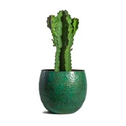 Euphorbia Ingens - Candelabra Tree -Plant Supplies Sale Euphorbia ingens Candelabra Tree Famke Metal Plant Pots Set of 3 Old Blue