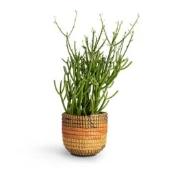 Euphorbia Tirucalli - Pencil Cactus 15 Euphorbia Tirucalli - Pencil Cactus -Plant Supplies Sale Euphorbia tirucalli Pencil Cactus 15x35cm Jane Plant Baskets Set5 Desert 9b1f2e78 53e4 4875 b1fe 945f2b5a4492
