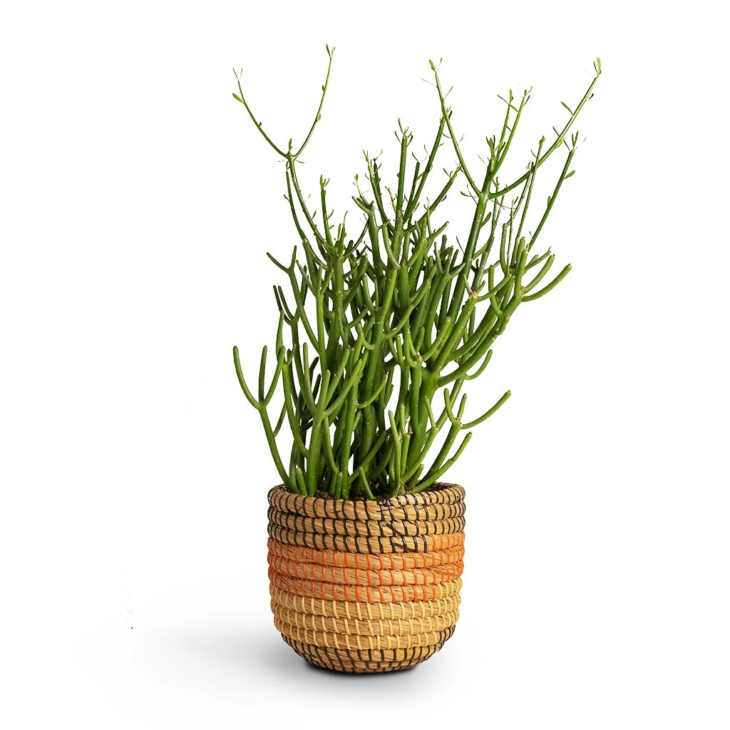 Euphorbia Tirucalli - Pencil Cactus 6 Euphorbia Tirucalli - Pencil Cactus - Image 6