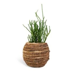Euphorbia Tirucalli - Pencil Cactus 17 Euphorbia Tirucalli - Pencil Cactus -Plant Supplies Sale Euphorbia tirucalli Pencil Cactus 15x35cm Lida Plant Basket Natural 24x20cm 910626ea db7d 4499 9efb 066d6a864452