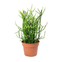 Euphorbia Tirucalli - Pencil Cactus 12 Euphorbia Tirucalli - Pencil Cactus -Plant Supplies Sale Euphorbia tirucalli Pencil Cactus