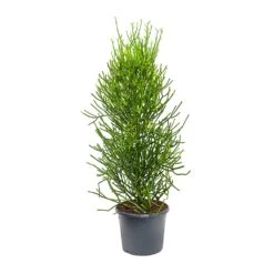 Euphorbia Tirucalli - Pencil Cactus 14 Euphorbia Tirucalli - Pencil Cactus -Plant Supplies Sale Euphorbia tirucalli Pencil Cactus XLarge