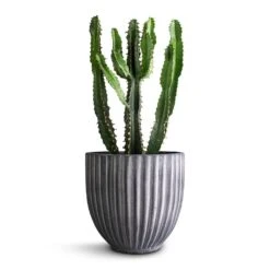 Lagos Plant Pot - Anthracite -Plant Supplies Sale Euphorbia triangularis 14x40cm Lagos Plant Pot Anthracite 20x20cm 290bf94e 9038 4a7f ab61 7788f44c5b60