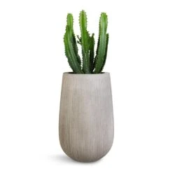 Patt High Plant Vase - Ridged Cement -Plant Supplies Sale Euphorbia triangularis 17x45cm Patt High Plant Vase Ridged Cement 29x43cm 1043ac87 2b0e 4dcf a4a6 115a3f55ef9f