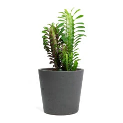 Mini Bucket Plant Pot - Black Washed -Plant Supplies Sale Euphorbia trigona rubra African Milk Tree Mini Bucket Plant Pot Black Washed