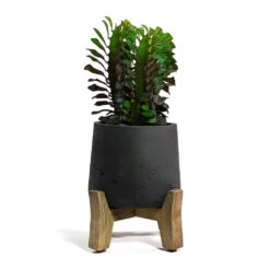 Patt Plant Pot - Low Stand - Black Washed -Plant Supplies Sale Euphorbia trigona rubra African Milk Tree Patt Plant Pot Low Stand Black Washed