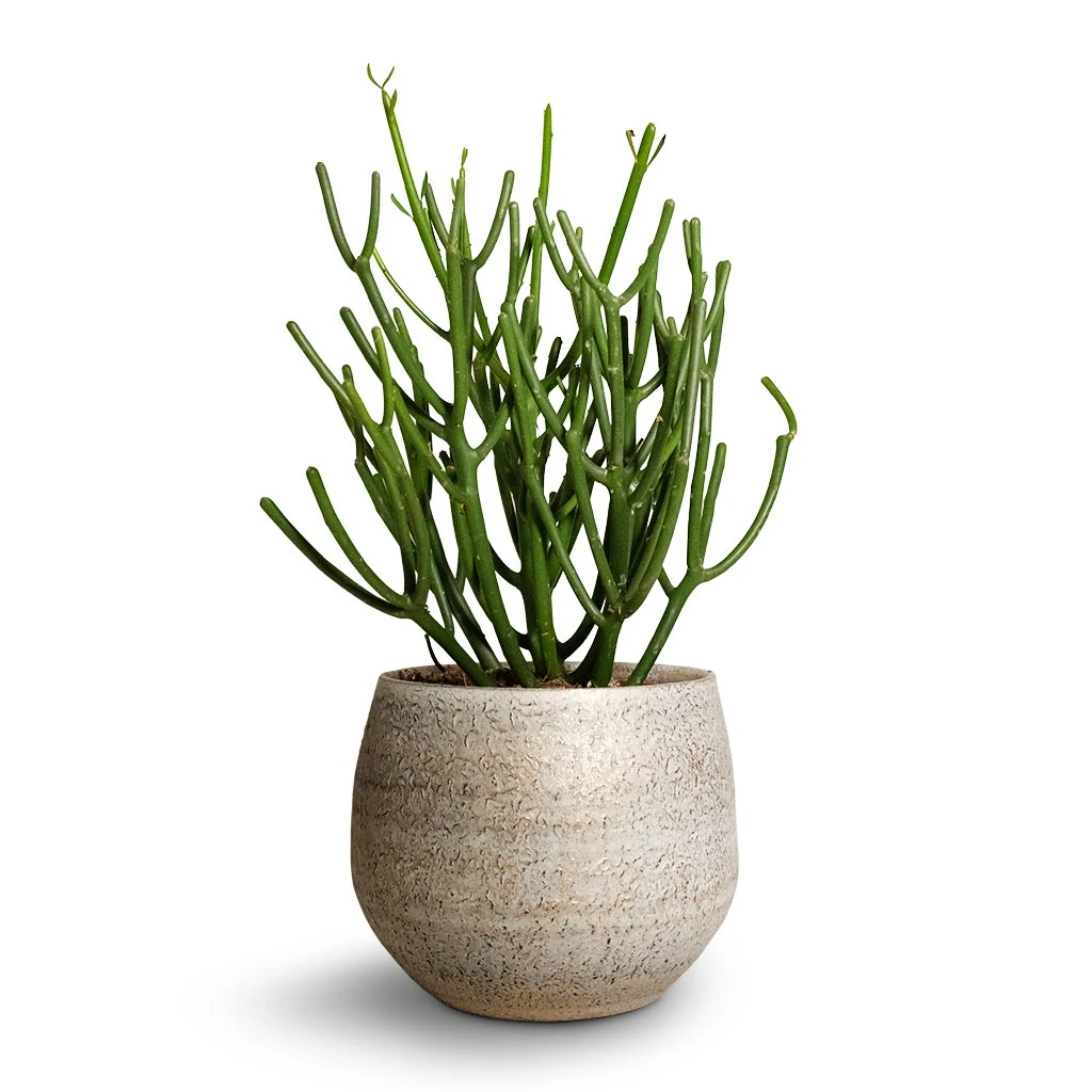 Noor Plant Pot - Metallic Grey 13 Noor Plant Pot - Metallic Grey - Image 13