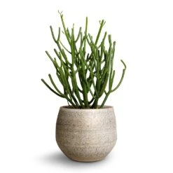 Euphorbia Tirucalli - Pencil Cactus 16 Euphorbia Tirucalli - Pencil Cactus -Plant Supplies Sale Euphorbie tirucalli Pencil Cactus 15x35cm Noor Plant Pot Metallic Grey 19x16cm ef5f0d48 74e3 4386 9dfc d2310cbc8dee