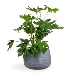 Angle Darcy Plant Pot - Grey -Plant Supplies Sale Fatsia japonica Japanese Aralia 17x60cm Angle Darcy Plant Pot Grey 34.5x24cm 419a76f9 7175 4d7d babe 320d55e5db50
