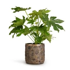 Luxe Lite Moon Cylinder Planter - Bronze 10 Luxe Lite Moon Cylinder Planter - Bronze -Plant Supplies Sale Fatsia japonica Japanese Aralia 17x60cm Luxe Lite Moon Cylinder Planter Bronze 23x22cm