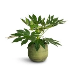 Lydia Plant Pot - Shiny Green -Plant Supplies Sale Fatsia japonica Variegated Japanese Aralia 17x60cm Lydia Plant Pot Shiny Green 22x20cm 1