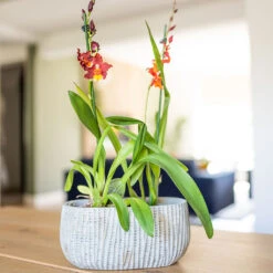 Feico Oval Plant Bowl - Mint Grey -Plant Supplies Sale Feico Oval Plant Bowl Shiny Mint Lifestyle 01