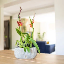 Feico Oval Plant Bowl - Mint Grey -Plant Supplies Sale Feico Oval Plant Bowl Shiny Mint Lifestyle 02