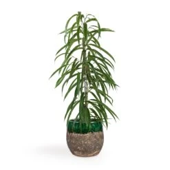 Lindy Plant Pot - Black Green -Plant Supplies Sale Ficus Alii Long Leafed Fig 17x70cm Lindy Plant Pot Black Green 23x20cm 513edad0 79e9 4d01 909c 50a38d80bd72