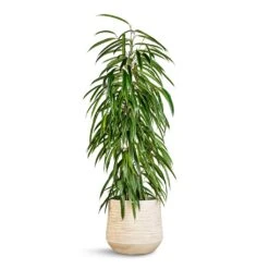 Dune Darcy Planter - Oat -Plant Supplies Sale Ficus Alii Long Leafed Fig 21x100cm Dune Darcy Planter Oat 30x26cm 06183c2f de98 4ecb b657 120f9a49dfe4