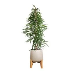 Patt Plant Pot - Low Stand - Grey Washed -Plant Supplies Sale Ficus Alii Long Leafed Fig 27x125cm Patt Plant Pot Low Stand Grey Washed 39x43cm aabd44e6 5403 44b0 bf12 c35c1fcd8a82