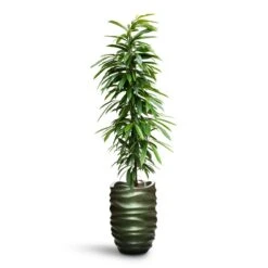 Ficus Amstel King - HydroCare 20 Ficus Amstel King - HydroCare -Plant Supplies Sale Ficus Amstel King HydroCare Gradient Lee Partner Planter Matt Forest