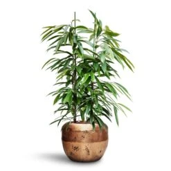 Ficus Amstel King - HydroCare 23 Ficus Amstel King - HydroCare -Plant Supplies Sale Ficus Amstel King HydroCare Opus Raw Couple Planter Gold 9c26bb44 ada9 4cb2 b8bc 7e499b2793c2