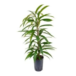Ficus Amstel King - HydroCare 17 Ficus Amstel King - HydroCare -Plant Supplies Sale Ficus Amstel King Hydroculture 15 19x90cm