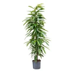 Ficus Amstel King - HydroCare 19 Ficus Amstel King - HydroCare -Plant Supplies Sale Ficus Amstel King Hydroculture 22 19x125cm