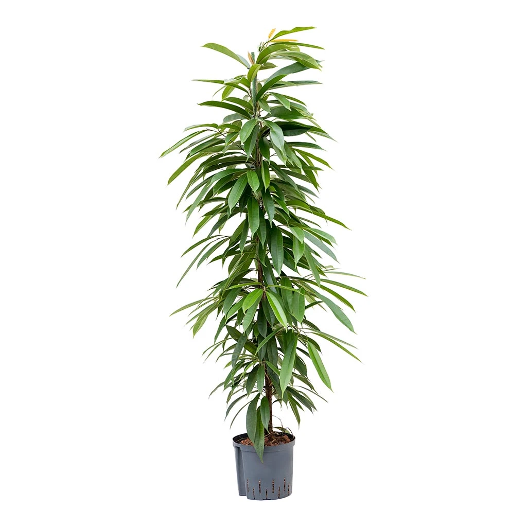 Ficus Amstel King - HydroCare 5 Ficus Amstel King - HydroCare - Image 5