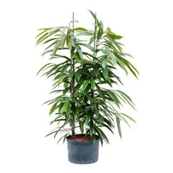 Ficus Amstel King - HydroCare 25 Ficus Amstel King - HydroCare -Plant Supplies Sale Ficus Amstel King Hydroculture 28 19x125cm
