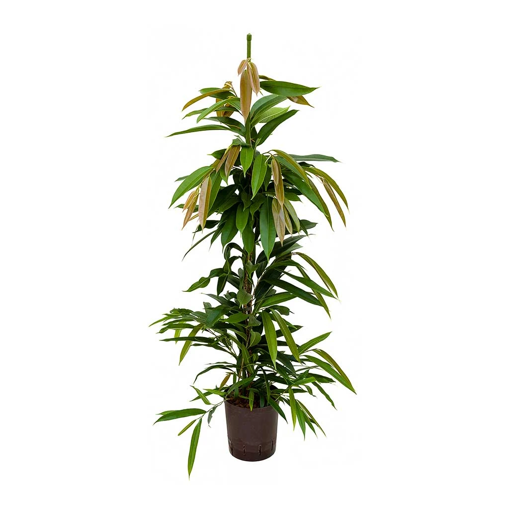 Ficus Amstel King - HydroCare 1 Ficus Amstel King - HydroCare