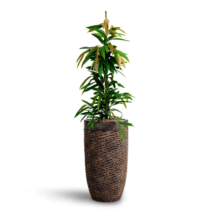 Ficus Amstel King - HydroCare 10 Ficus Amstel King - HydroCare - Image 10