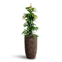 Luxe Lite Layer Partner Planter - Bronze -Plant Supplies Sale Ficus Amstel King HydrocultureLuxe Lite Layer Partner Planter Bronze e1531c22 a242 4685 a5d0 374bfb296a3f
