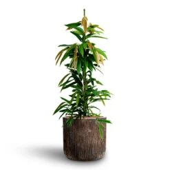Ficus Amstel King - HydroCare 26 Ficus Amstel King - HydroCare -Plant Supplies Sale Ficus Amstel King HydrocultureLuxe Lite Waterfall Cylinder Planter Bronze